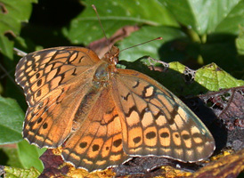 Variegated Fritillary